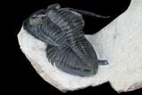 Odontochile Trilobite With Paralejurus - Morocco #178105-8